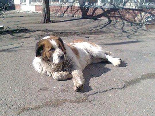 На Одесчине решили установить памятник собаке, которая больше десяти лет ждала своего умершего хозяина
