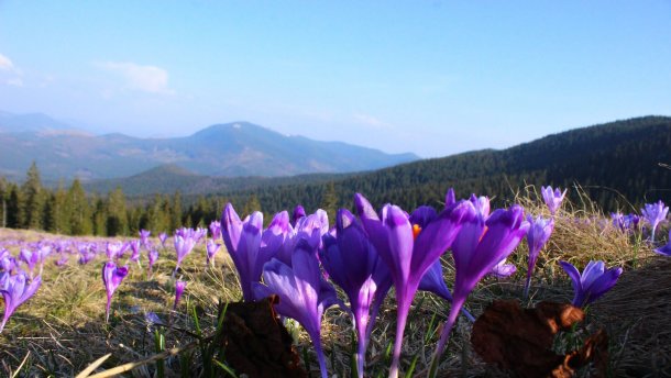 7 туристических мест в Украине, которые расцветают весной