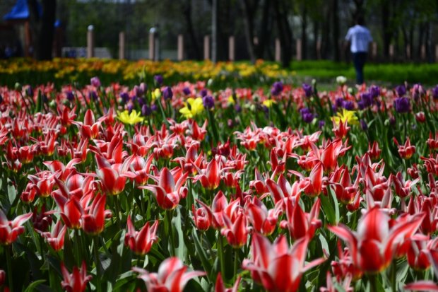 7 туристических мест в Украине, которые расцветают весной