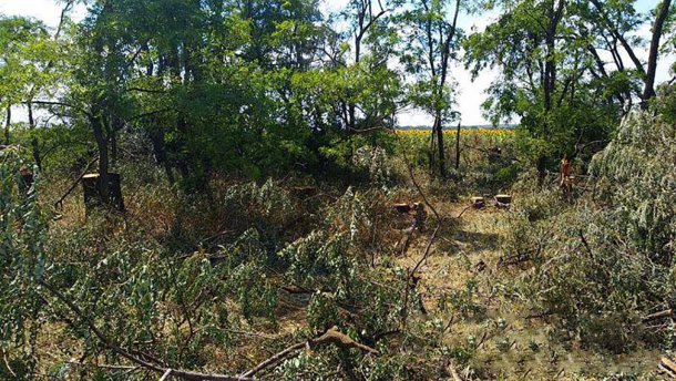Чорні лісоруби на Донеччині закопали тіло колеги, на якого впало дерево