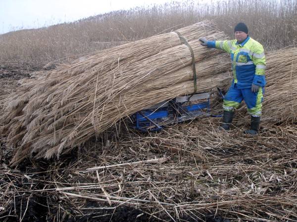 Экологически чистый, защищает от холода и жары: украинец из камыша производит панели для стен