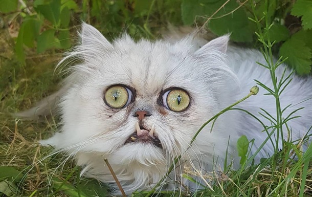 Фото самого страшного кота стали вирусными