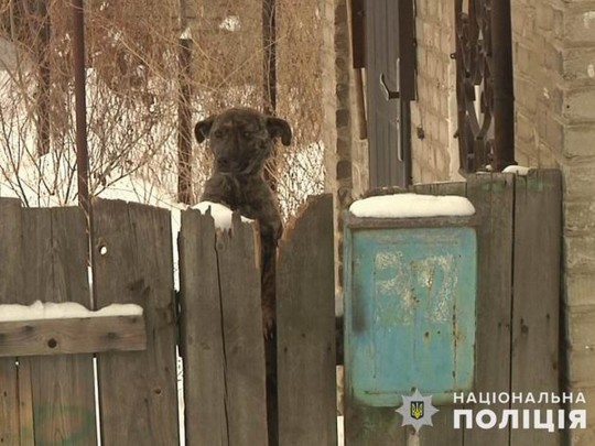 Истощенные собаки жадно грызли лед: на Донетчине осудили женщину, уморившую голодом 18 животных (фото)