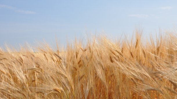 Укрлендфармінг заявляє, що їх посіви добре пережили зиму