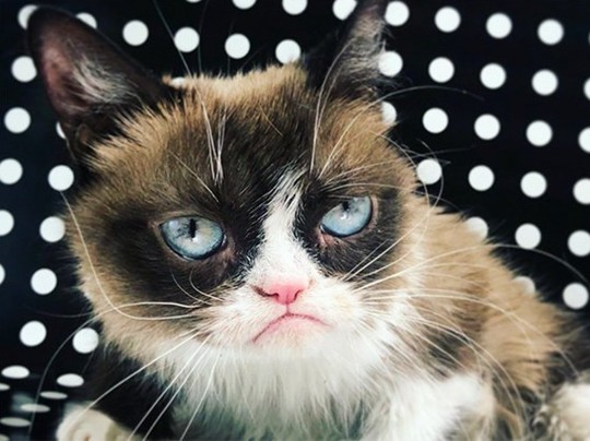 Умерла интернет-легенда — сердитая кошка Grumpy Cat (фото, видео)