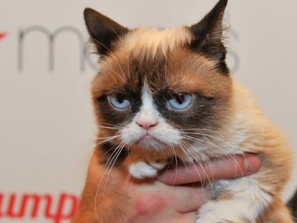 Умерла интернет-легенда — сердитая кошка Grumpy Cat (фото, видео)