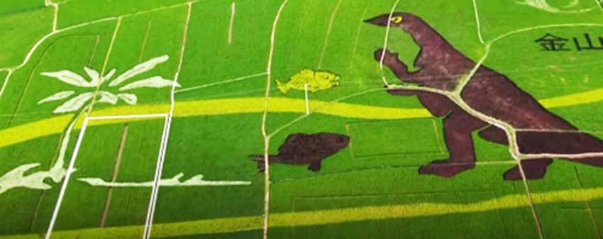 В Китае крестьяне “нарисовали” рисом на поле изображение динозавра (забавное видео)