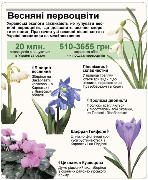 В Минэкологии напомнили о серьезных штрафах за торговлю первоцветами