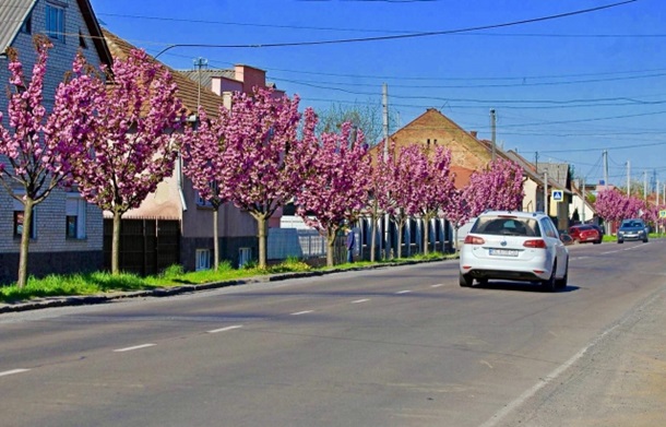 В Закарпатье расцвела аллея сакур