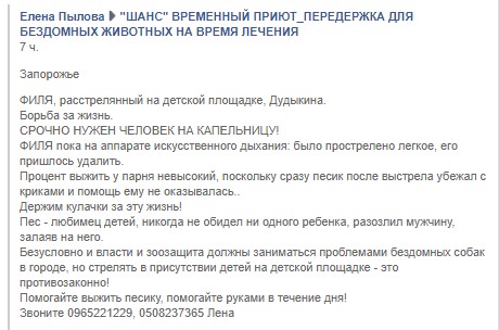 В Запорожье мужчина расстрелял собаку прямо на глазах у детей
