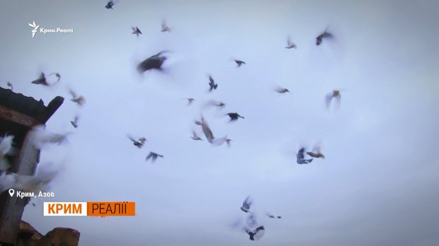 Як живе кримчанка, якій Медведєв відповів ви дєржитєсь тут, всєго доброго