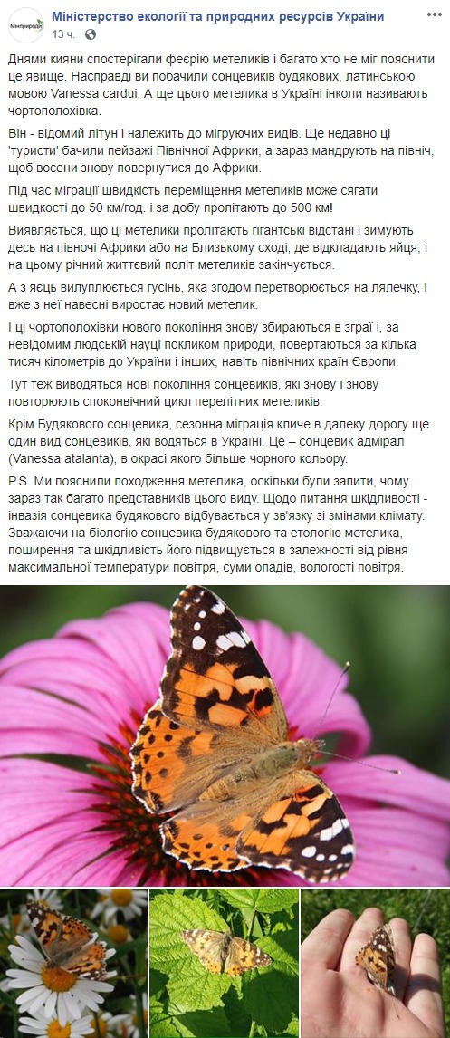 Заполонили все вокруг: экологи объяснили причину нашествия бабочек в Украине (фото)