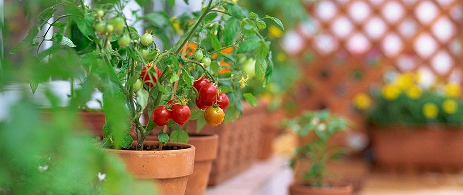 Антикризисные методы: что вкусного и полезного можно вырастить на собственном балконе