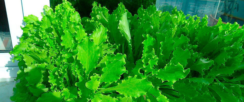 Антикризисные методы: что вкусного и полезного можно вырастить на собственном балконе