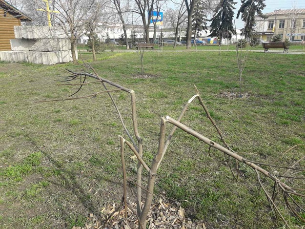 Ничего святого: в Дарницком районе вандалы испортили растения в сквере