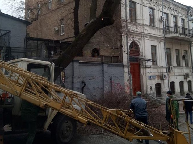 В центре Киева коммунальщики хотели спилить известное дерево, растущее сквозь стены