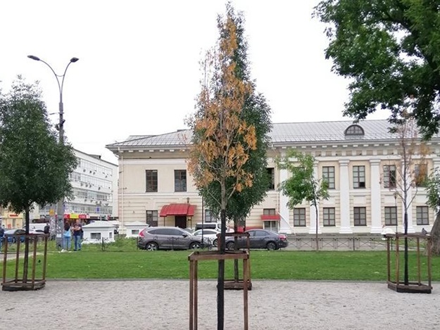 В сквере на Контрактовой площади начали засыхать деревья: в чем причина