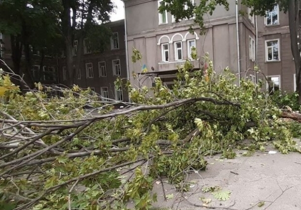 Подул ветер: массивная ветка с хрустом упала перед школой в Одессе