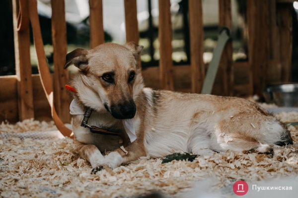 Home Me Fest: как в Одессе проходит самый добрый фестиваль для животных из приютов. Фоторепортаж