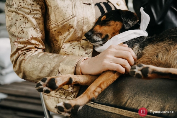 Home Me Fest: как в Одессе проходит самый добрый фестиваль для животных из приютов. Фоторепортаж