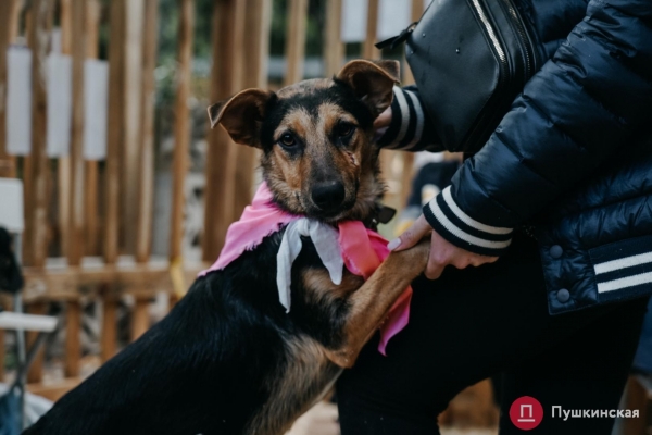 Home Me Fest: как в Одессе проходит самый добрый фестиваль для животных из приютов. Фоторепортаж