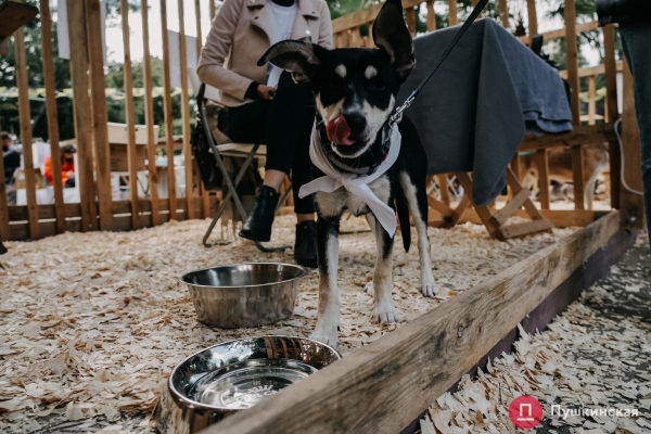 Home Me Fest: как в Одессе проходит самый добрый фестиваль для животных из приютов. Фоторепортаж