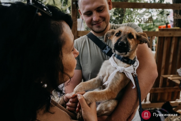 Home Me Fest: как в Одессе проходит самый добрый фестиваль для животных из приютов. Фоторепортаж