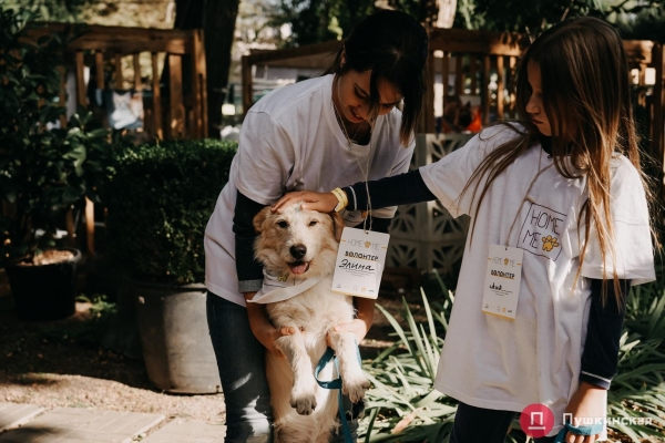 Home Me Fest: как в Одессе проходит самый добрый фестиваль для животных из приютов. Фоторепортаж