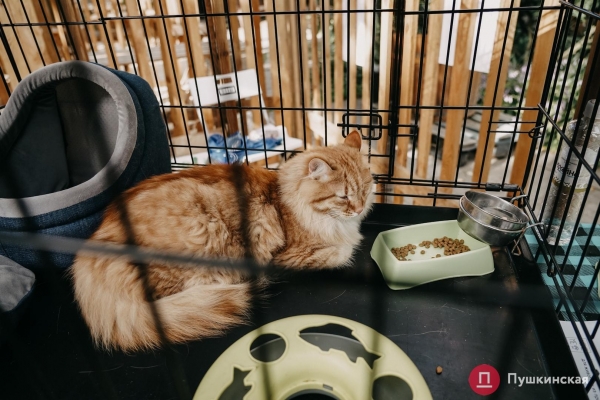 Home Me Fest: как в Одессе проходит самый добрый фестиваль для животных из приютов. Фоторепортаж