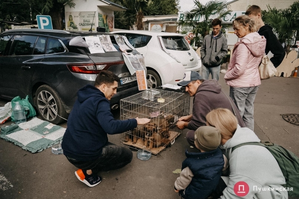 Home Me Fest: как в Одессе проходит самый добрый фестиваль для животных из приютов. Фоторепортаж
