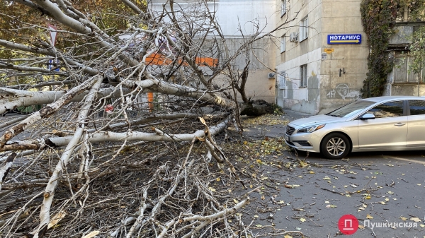 В Одессе сильный ветер повалил почти 30 деревьев. Фото