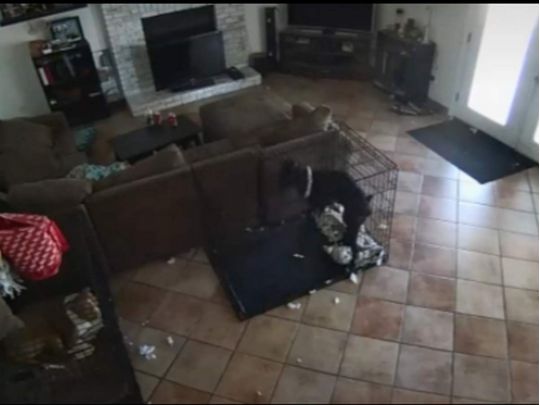 Привид зняв нашийник з собаки, моторошно налякавши його самого та користувачів мережі — відео