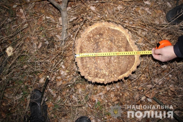 Под Тарутино отец с сыном срубили на дрова 113 деревьев