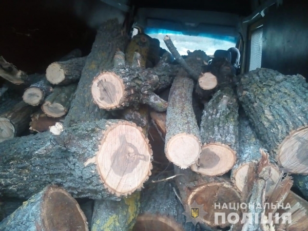 Под Тарутино отец с сыном срубили на дрова 113 деревьев