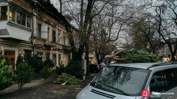 Где купить елку в Одессе: цена и ассортимент на елочном базаре у Нового рынка. Фото