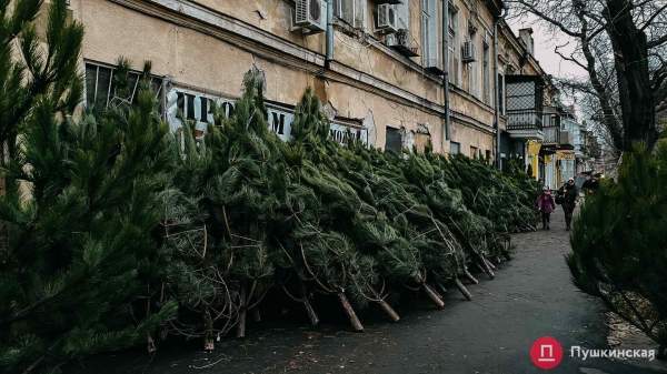 Где купить елку в Одессе: цена и ассортимент на елочном базаре у Нового рынка. Фото