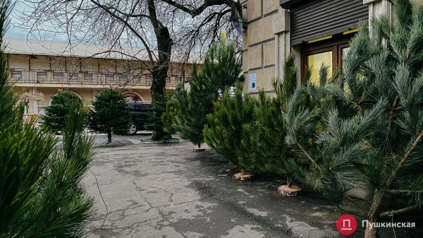 Где купить елку в Одессе: цена и ассортимент на елочном базаре у Нового рынка. Фото