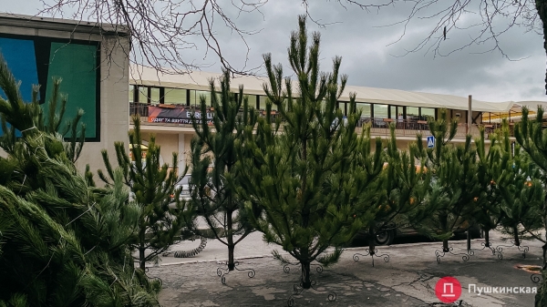 Где купить елку в Одессе: цена и ассортимент на елочном базаре у Нового рынка. Фото