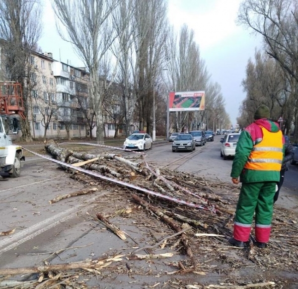Уже 19 одесских деревьев пали под натиском ветра за полдня