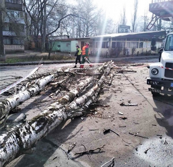 Уже 19 одесских деревьев пали под натиском ветра за полдня