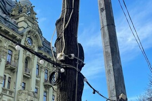 Деревья на Дерибасовской очистят от лишних "украшений"
