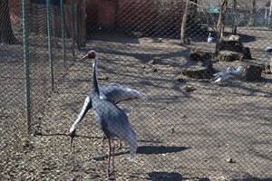 В Одессе с аншлагом и оркестром открылся зоопарк 