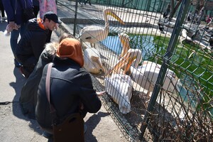 В Одессе с аншлагом и оркестром открылся зоопарк 