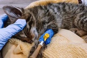 В Одессе спасают лесных котят, мама которых умерла после российского обстрела 