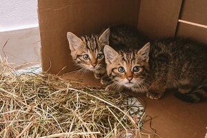 В Одессе спасают лесных котят, мама которых умерла после российского обстрела 