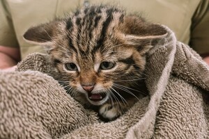 В Одессе спасают лесных котят, мама которых умерла после российского обстрела 