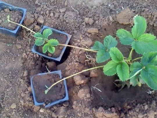«Садимо на відстані 10−15 см та ставимо у затінок»: як вкорінювати вуса полуниці