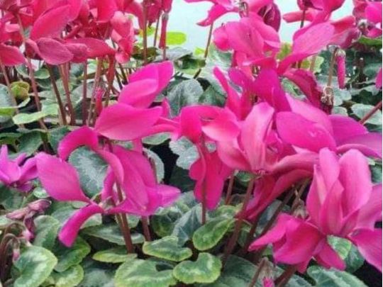 Цикламен — улюблена квітка царя Соломона: поради квітникаря