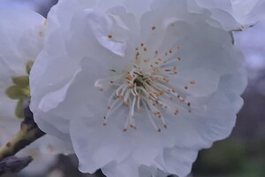 Магнолии, сакуры и экзотические цветы: в Одесском ботсаду началось активное цветение