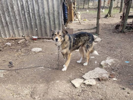 «Купіть йому квиток на Донеччину»: у мережі обурені вчинком чоловіка, який на очах людей повісив свого собаку